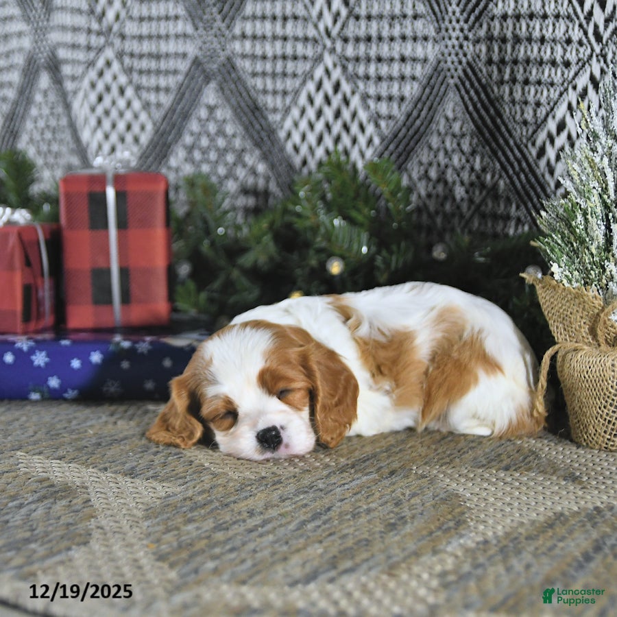 Cavalier King Charles Spaniel dogs Allie - Ad 13