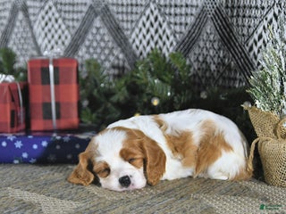 Cavalier King Charles Spaniel dogs Allie - Ad 13