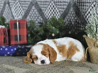 Cavalier King Charles Spaniel dogs Allie - Ad 26