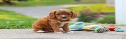Cavapoo dogs for sale: Maverick - Ad 6
