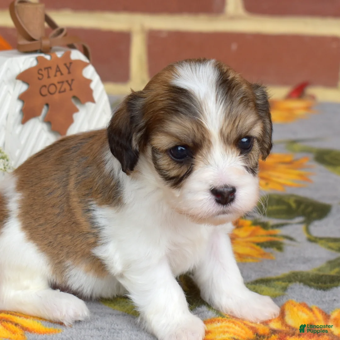 Cavachon dogs for sale: Alfie - Ad 1