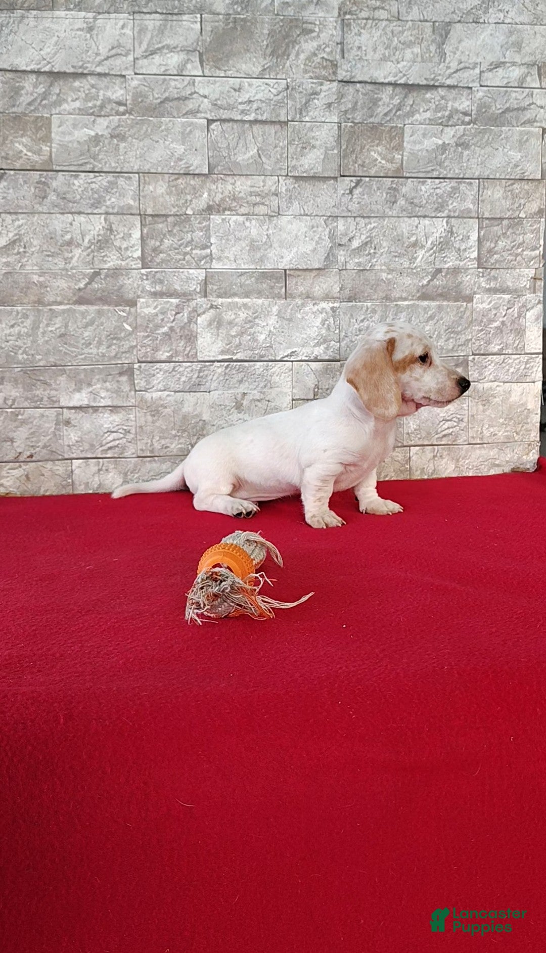 Miniature Dachshund dogs for sale: Frankie - Ad 4