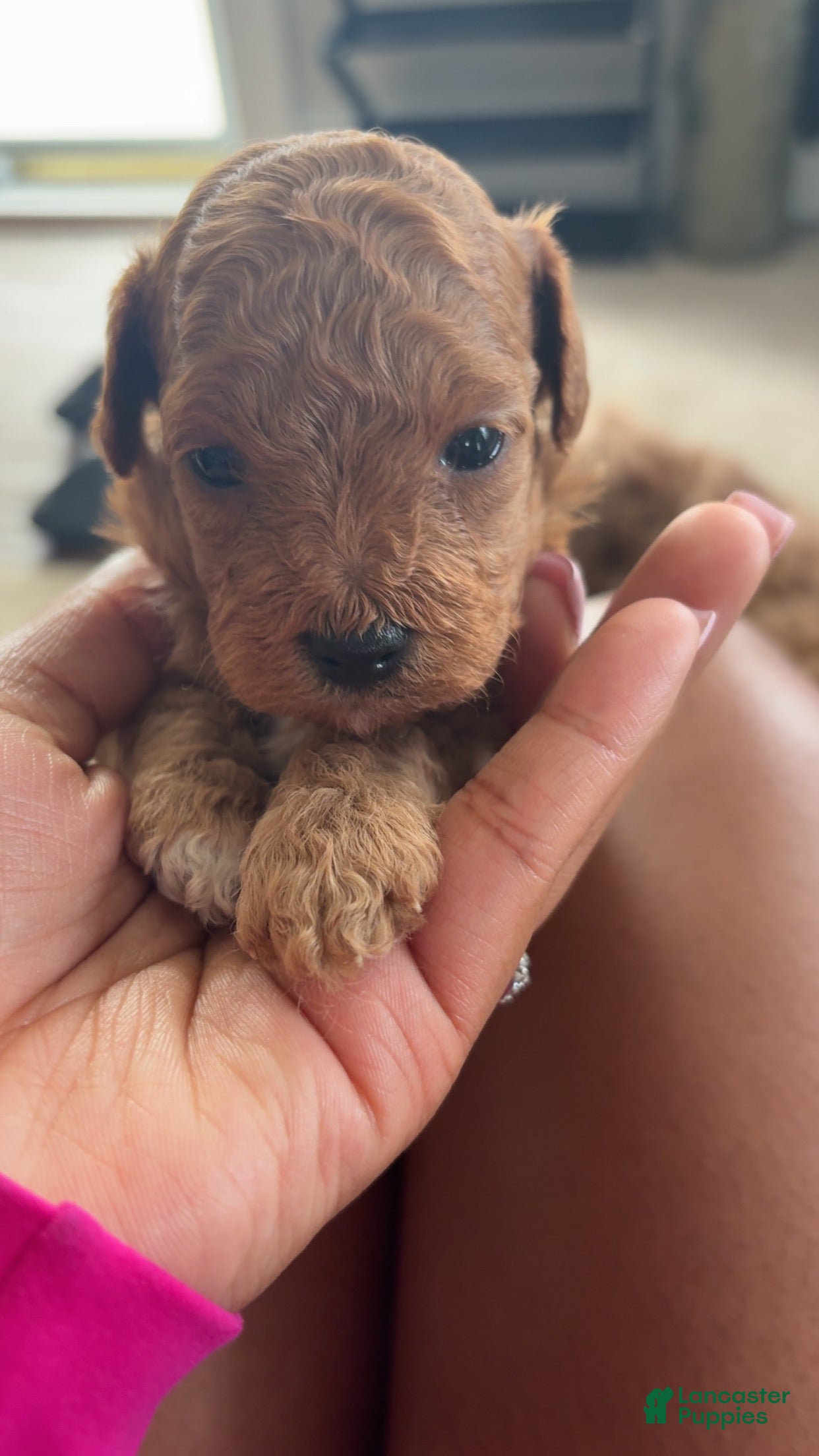 Mini Goldendoodle dogs Mini Goldendoodle 1 - Ad 25