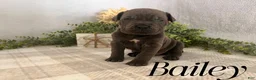 Cane Corso dogs for sale: Nikki - Ad 57