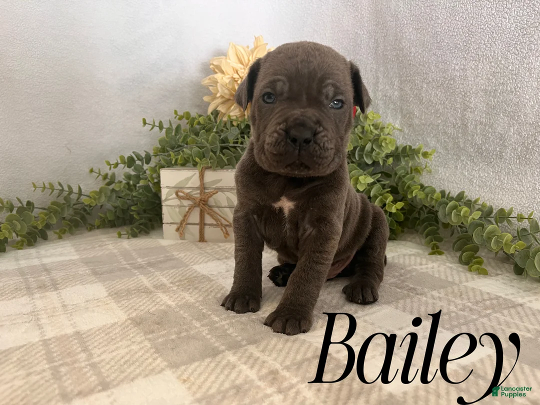 Cane Corso dogs for sale: Nikki - Ad 57