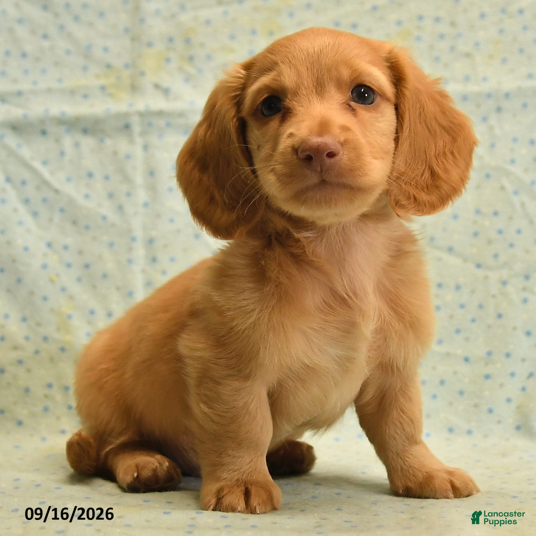 Dachshund dogs Sparky - Ad 2