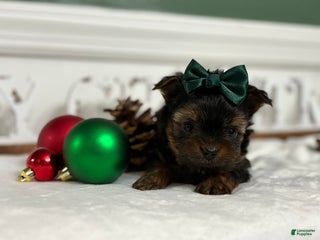 Morkie dogs TEACUP Oliver - Ad 38