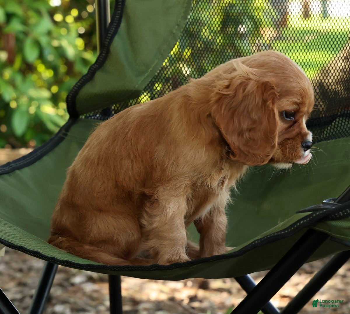 Cavalier King Charles Spaniel dogs for sale: Callie - Ad 9