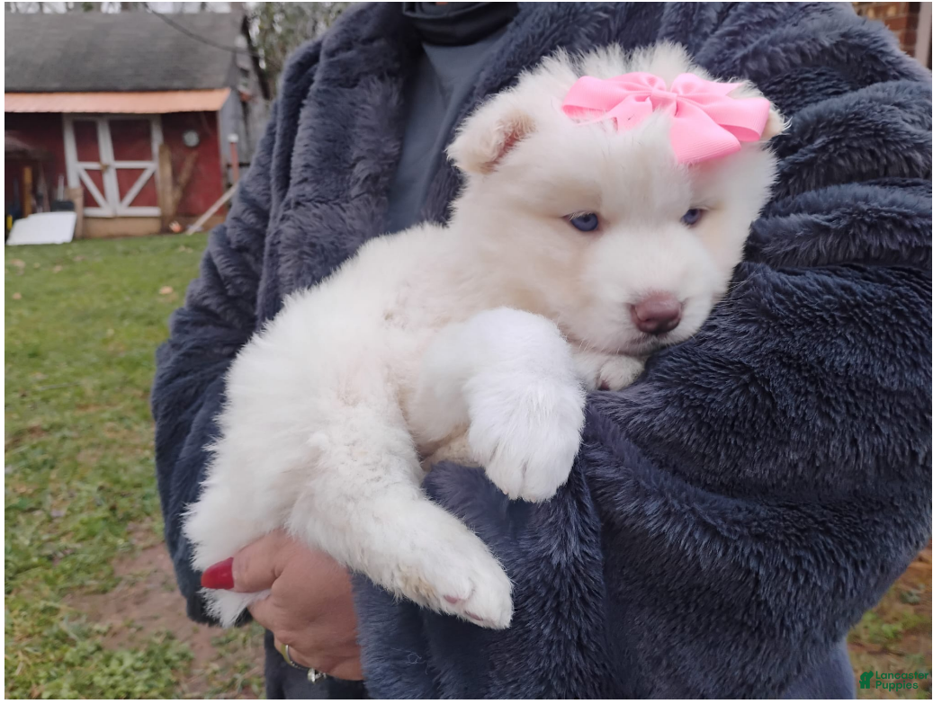 Siberian Husky dogs Siberian Husky Puppy 5 - Ad 1