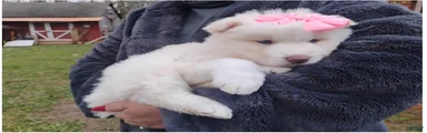 Siberian Husky Puppy 5