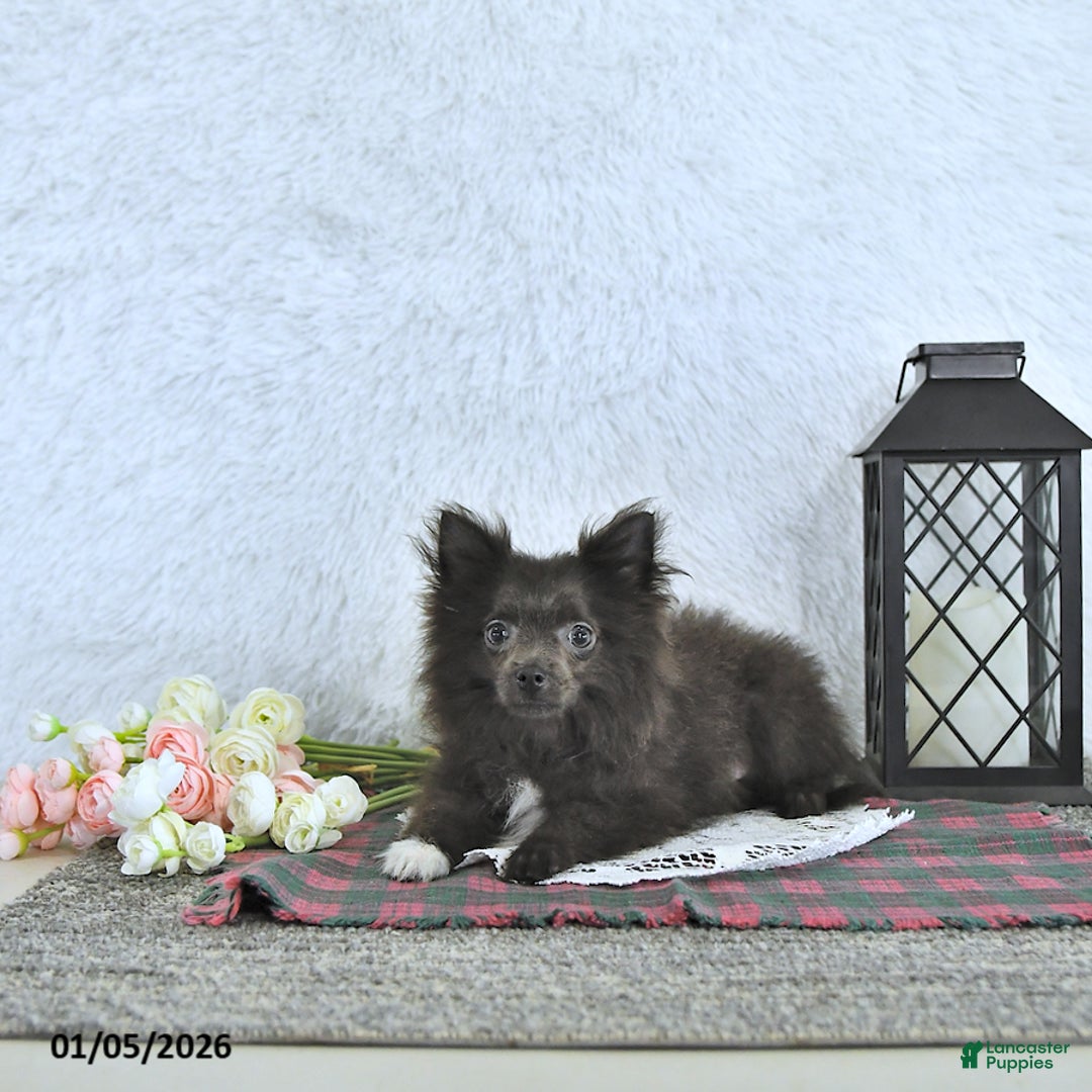 Pomeranian dogs for sale: Lincoln  - Ad 3