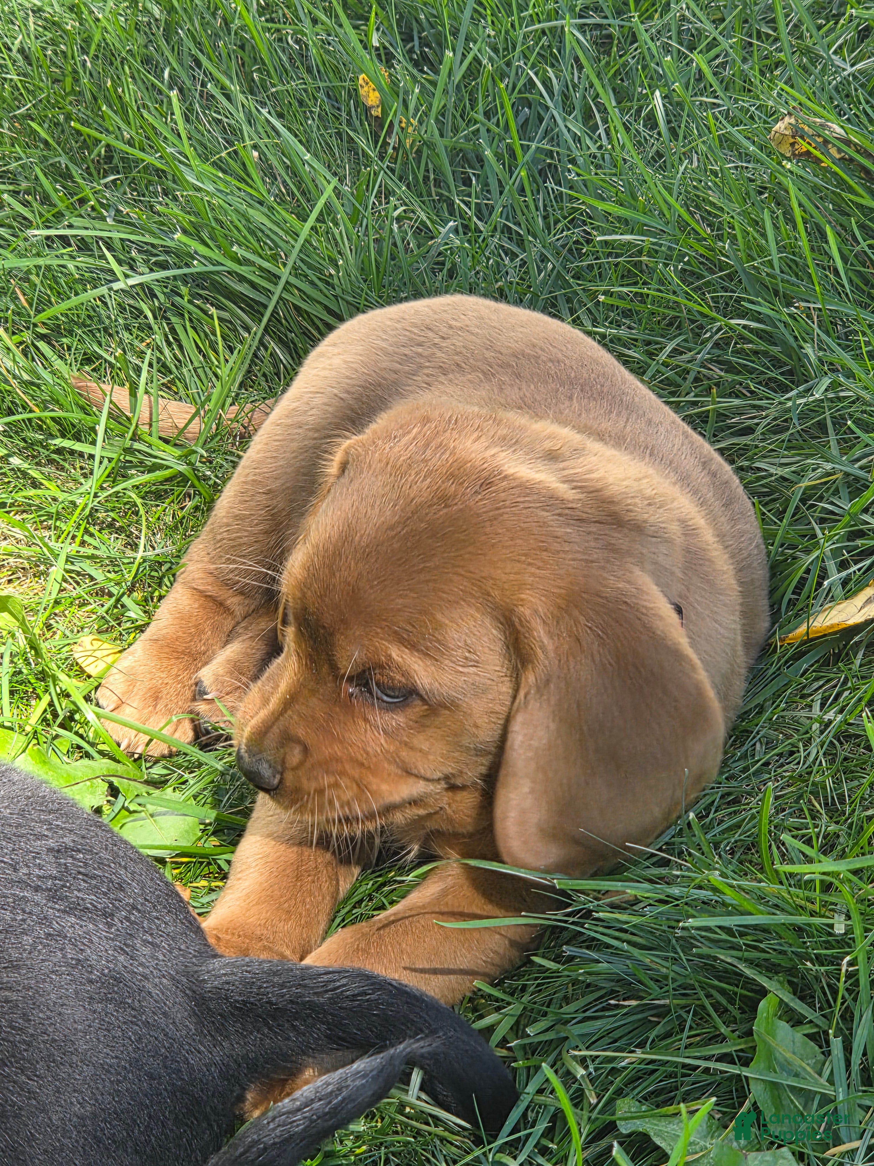 Mixed Breed dogs for sale: Mixed Breed 3 - Ad 2