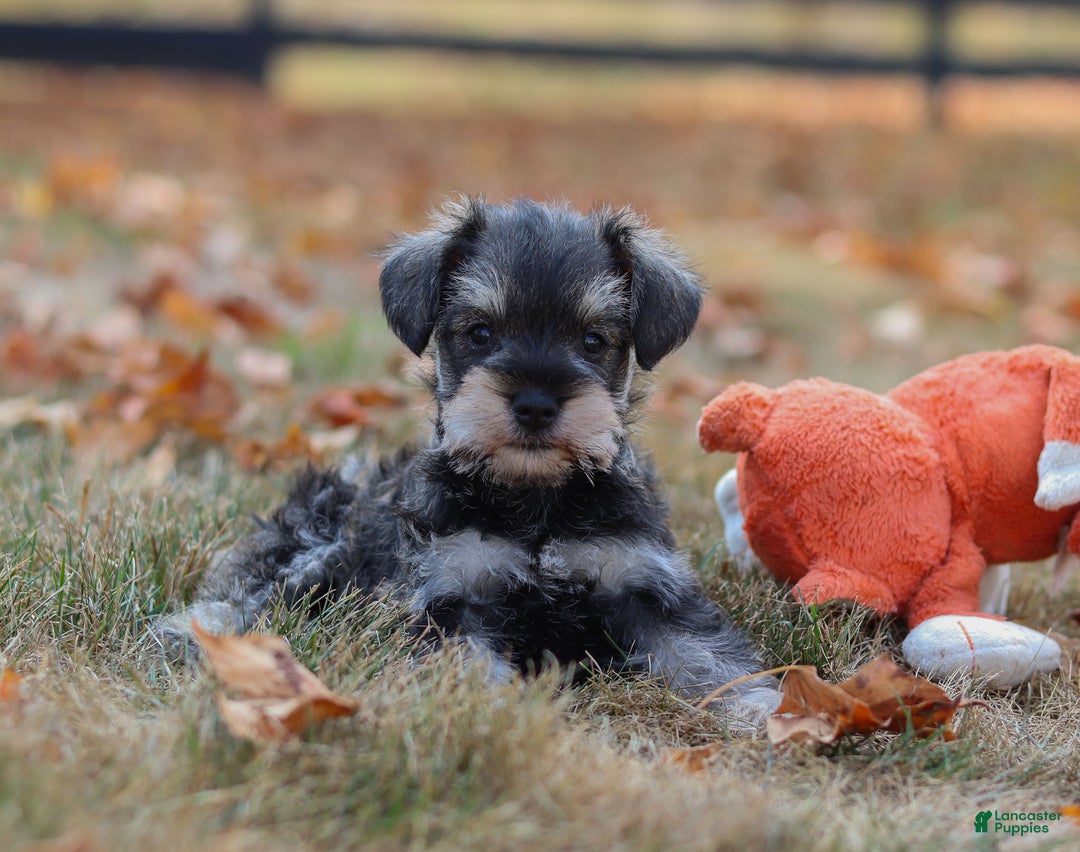 Miniature Schnauzer dogs for sale: Brianna - Ad 26