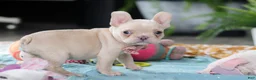 French Bulldog dogs for sale: Sofia - Ad 8