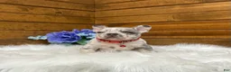 French Bulldog dogs for sale: Kowen - Ad 7