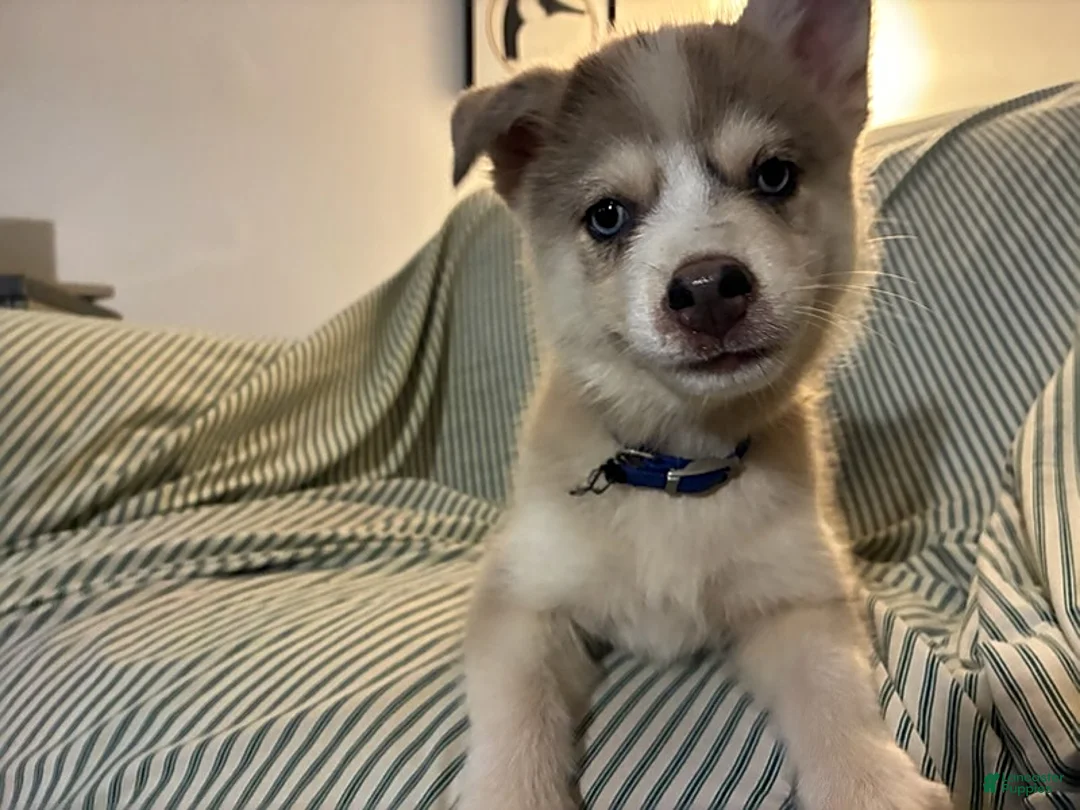 Pomsky dogs for sale: Frost - Ad 2