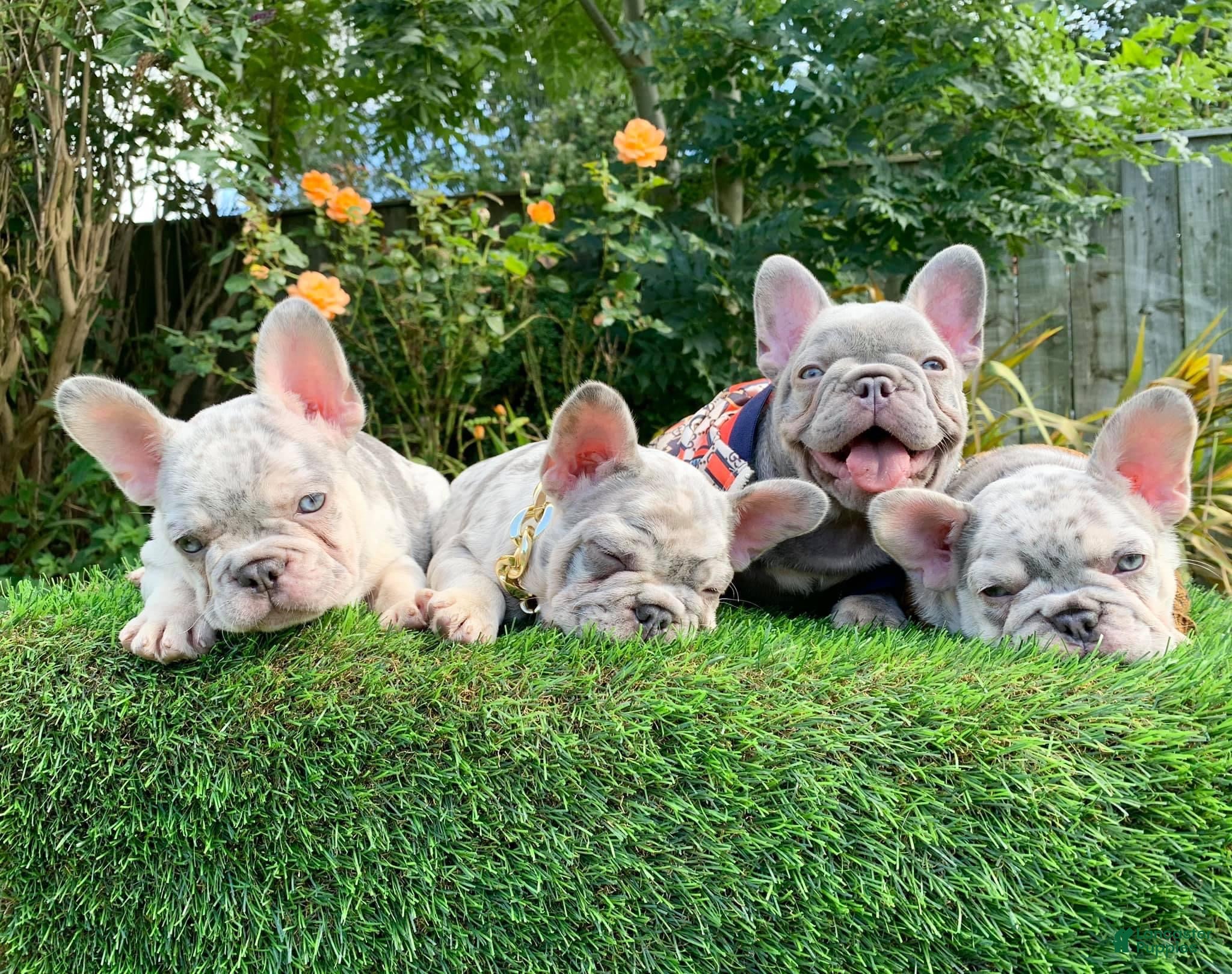 French Bulldog dogs Merley Frenchie Pups  - Ad 14