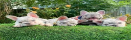 French Bulldog dogs for sale: Merley Frenchie Pups  - Ad 1