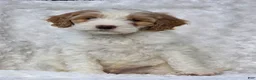 Mini Goldendoodle dogs for sale: Bryce - Ad 5