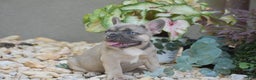 French Bulldog dogs for sale: Lavender - Ad 2