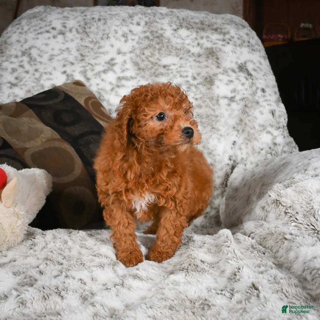 Cavapoo dogs for sale: Carl - Ad 11