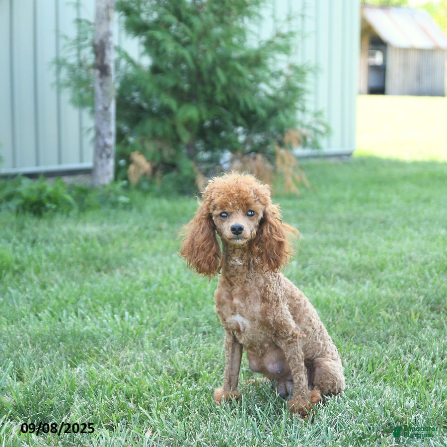 Miniature Poodle dogs for sale: Logan - Ad 6