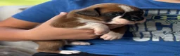 Boxer dogs for sale: Snoppy - Ad 10