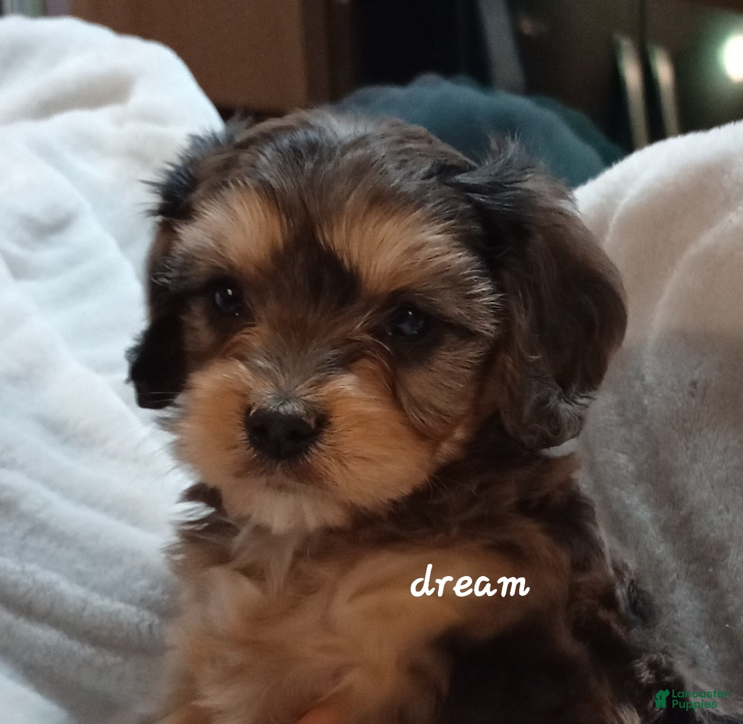 Cavapoo dogs Donovan - Ad 1
