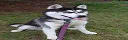 Siberian Husky dogs for sale: Timber - Ad 10