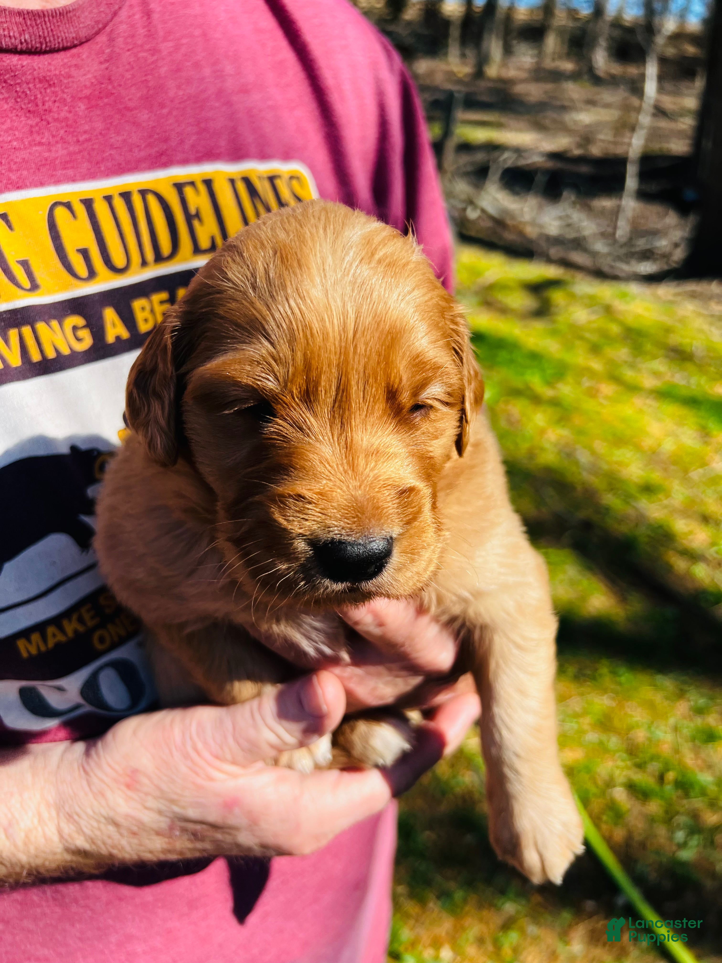 Golden Retriever dogs Golden Retriever Puppy 8 - Ad 15