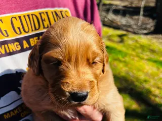 Golden Retriever dogs Golden Retriever Puppy 8 - Ad 11