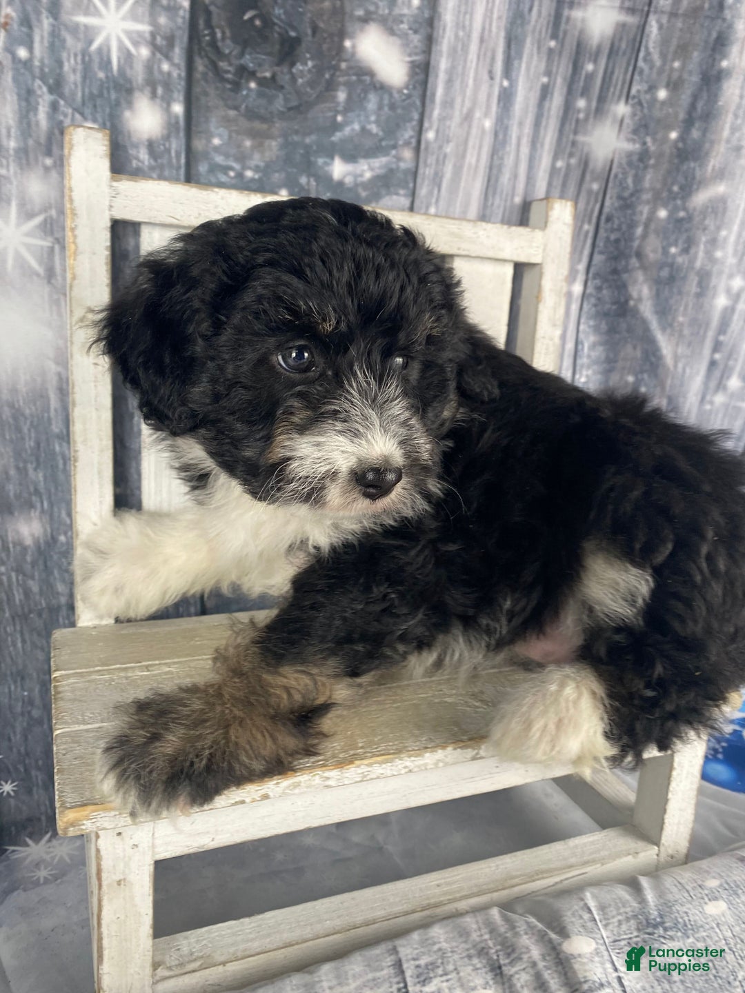 Aussiedoodle dogs for sale: Bella - Ad 3