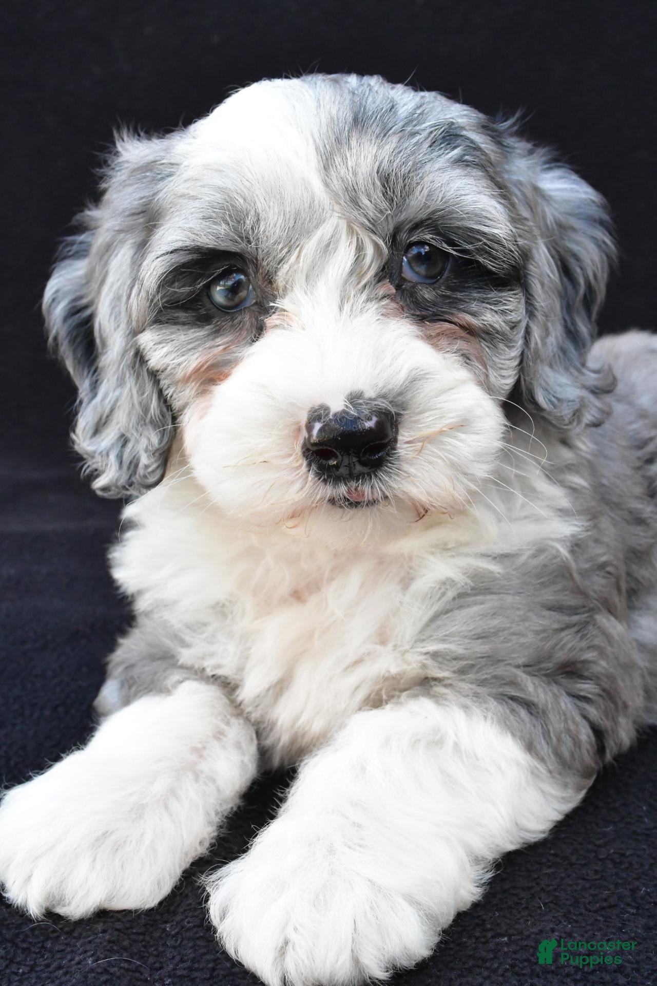 Mini Sheepadoodle dogs Polly - Ad 2