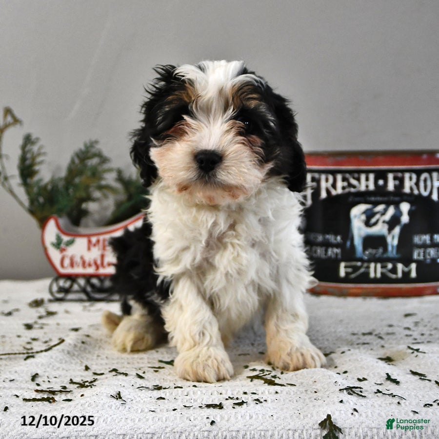 Cavapoo dogs Alex - Ad 14