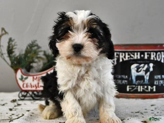 Cavapoo dogs Alex - Ad 4