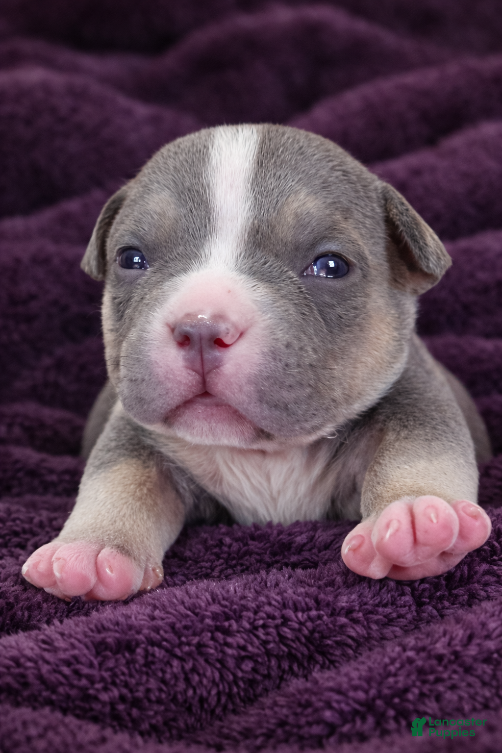 American Bully dogs Godzilla  - Ad 41
