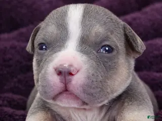 American Bully dogs Godzilla - Ad 41
