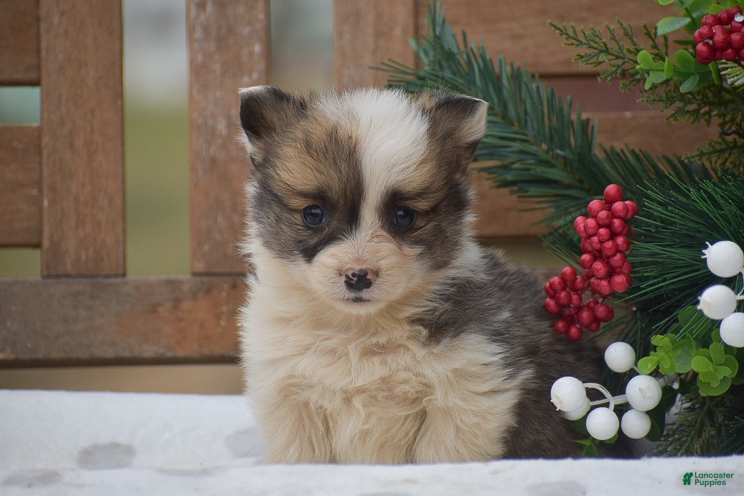 Welsh Corgi Pembroke dogs for sale: Moonbeam - Ad 4