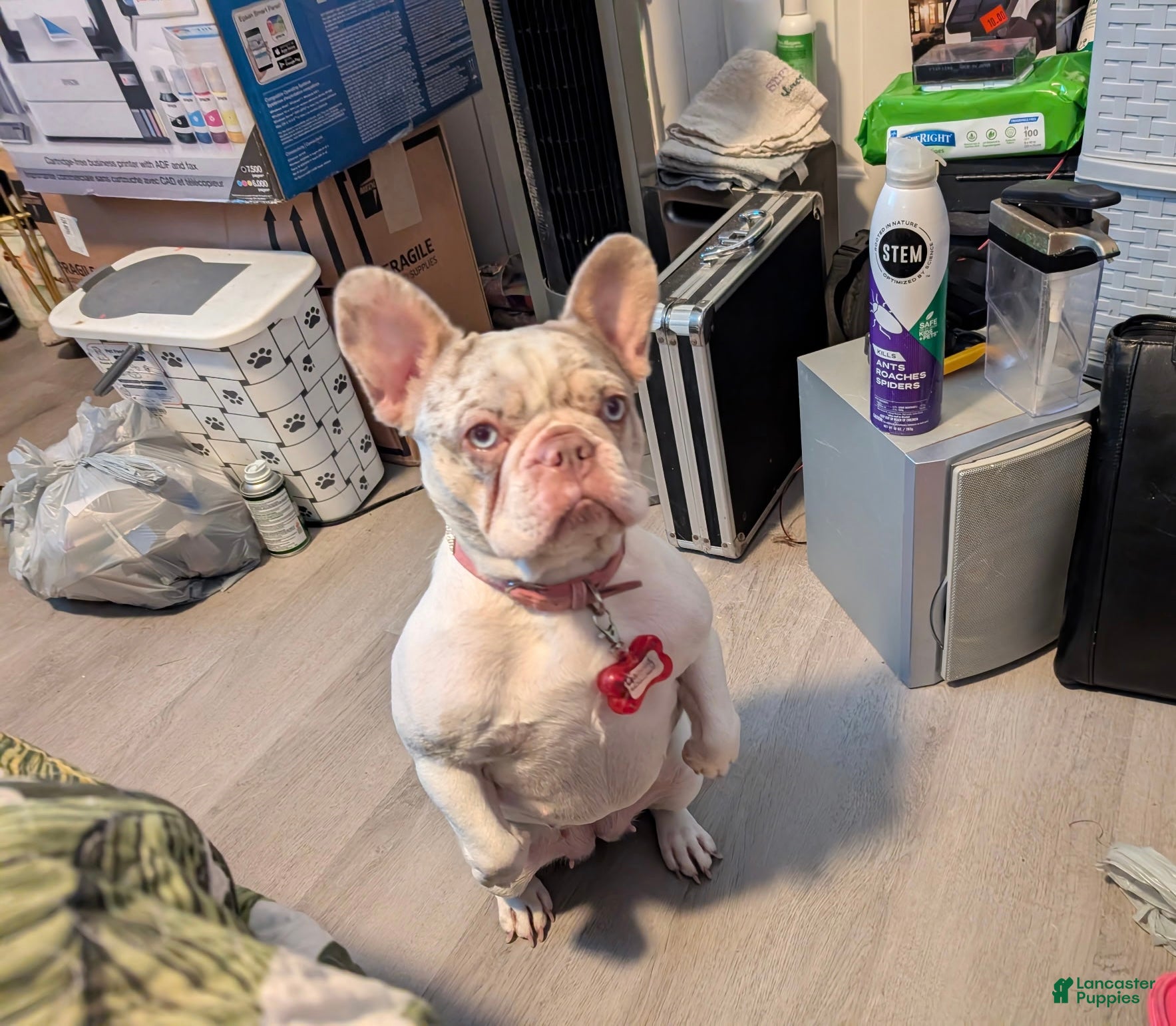 French Bulldog dogs French Bulldog Puppy 1 - Ad 1