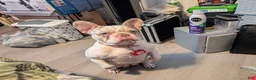 French Bulldog dogs for sale: French Bulldog Puppy 1 - Ad 1