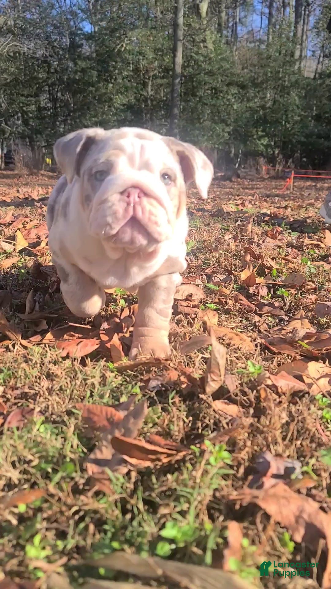 English Bulldog dogs English Bulldog litter of 3 puppies - Ad 3