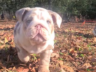 English Bulldog dogs English Bulldog litter of 3 puppies - Ad 32