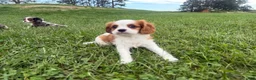 Cavalier King Charles Spaniel dogs for sale: Leon - Ad 3
