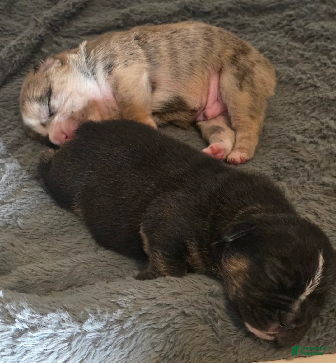 French Bulldog dogs for sale: French Bulldog Puppy 4 - Ad 2