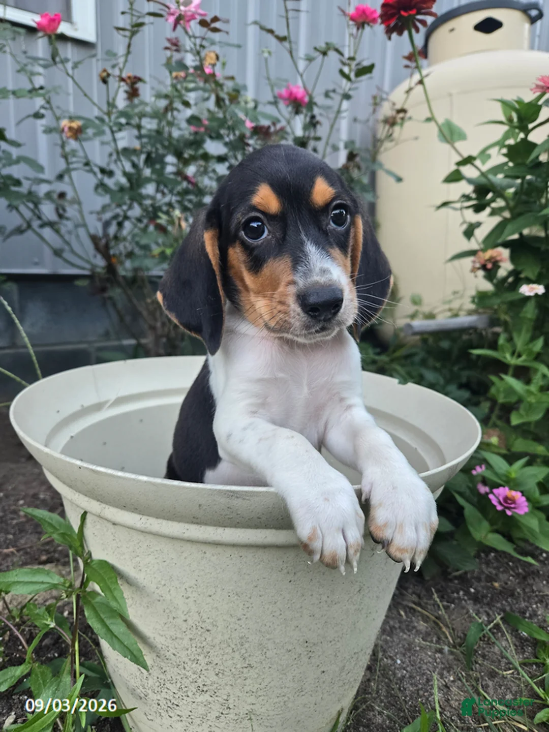 Beagle dogs for sale: Brody - Ad 1