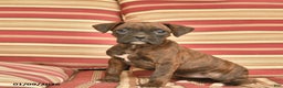 Boxer dogs for sale: Jewel  - Ad 3