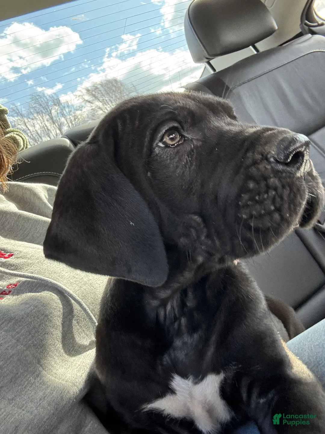 Great Dane dogs for sale: Great Dane Puppy 1 - Ad 1