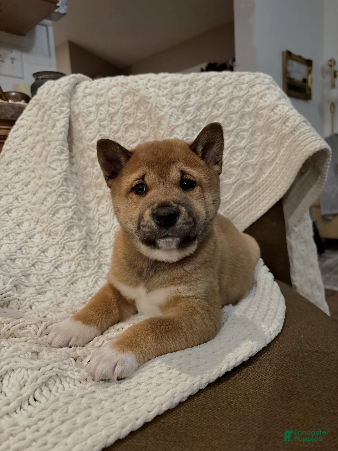 Shiba Inu dogs for sale: Douglas - Ad 3