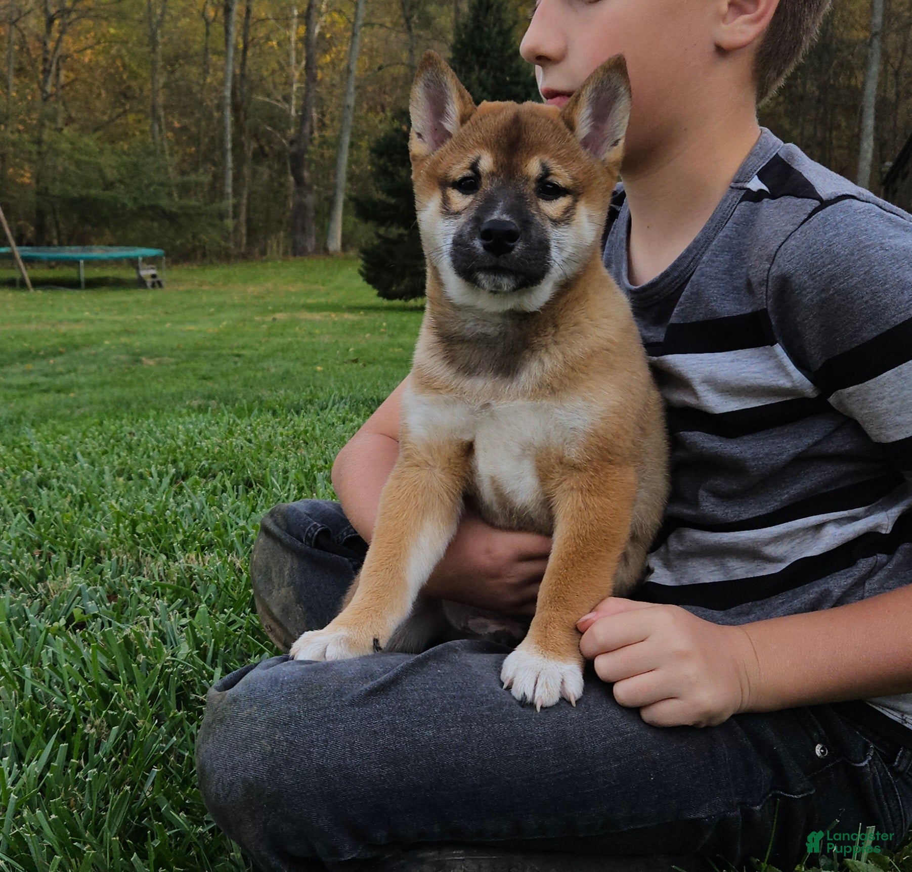 Shiba Inu Puppies for sale in Shreve, Ohio Lancaster Puppies