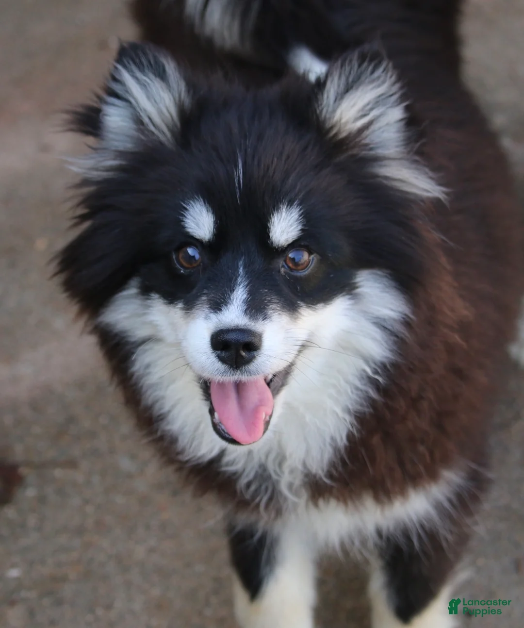 Pomsky dogs for sale: Grizzly - Ad 5